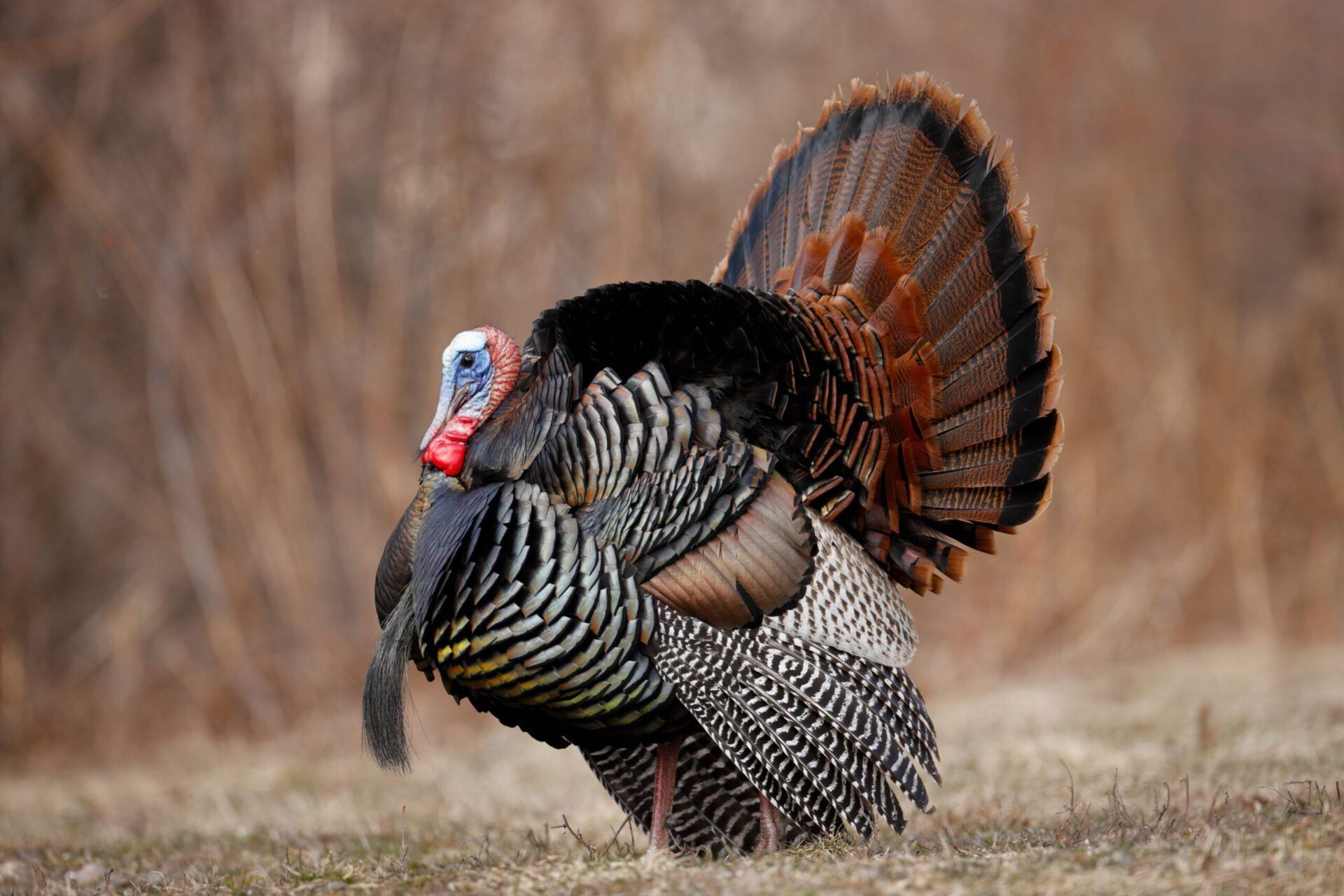 Evelyn's Sausage Kitchen offers wild game processing for hunters of deer, moose, goose and turkey.