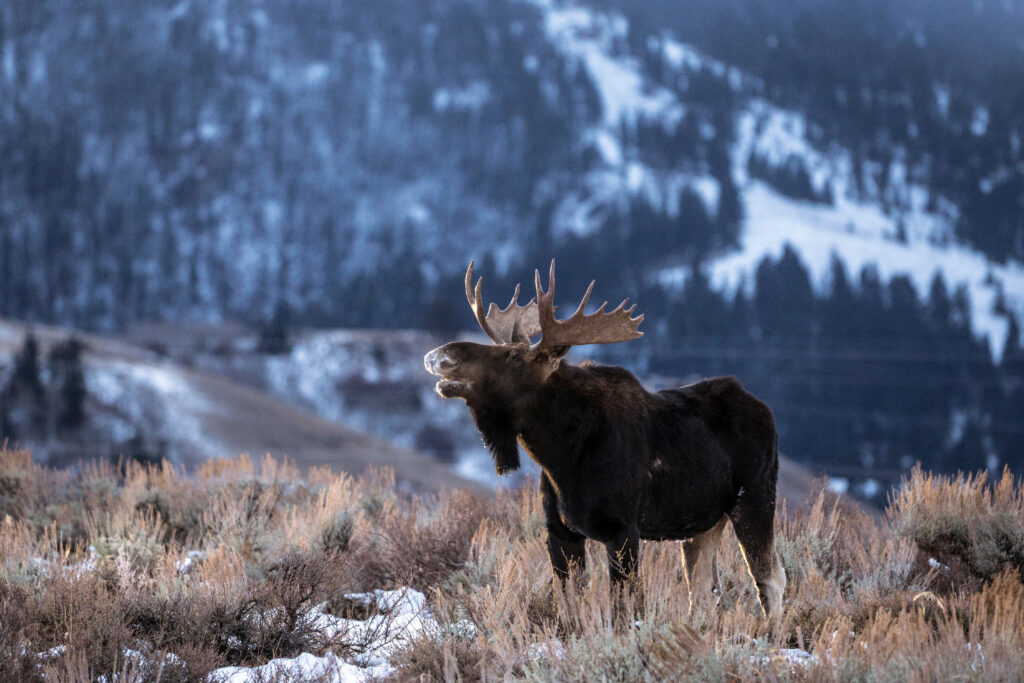 Evelyn's Sausage Kitchen offers wild game processing for hunters of deer, moose, goose and turkey.