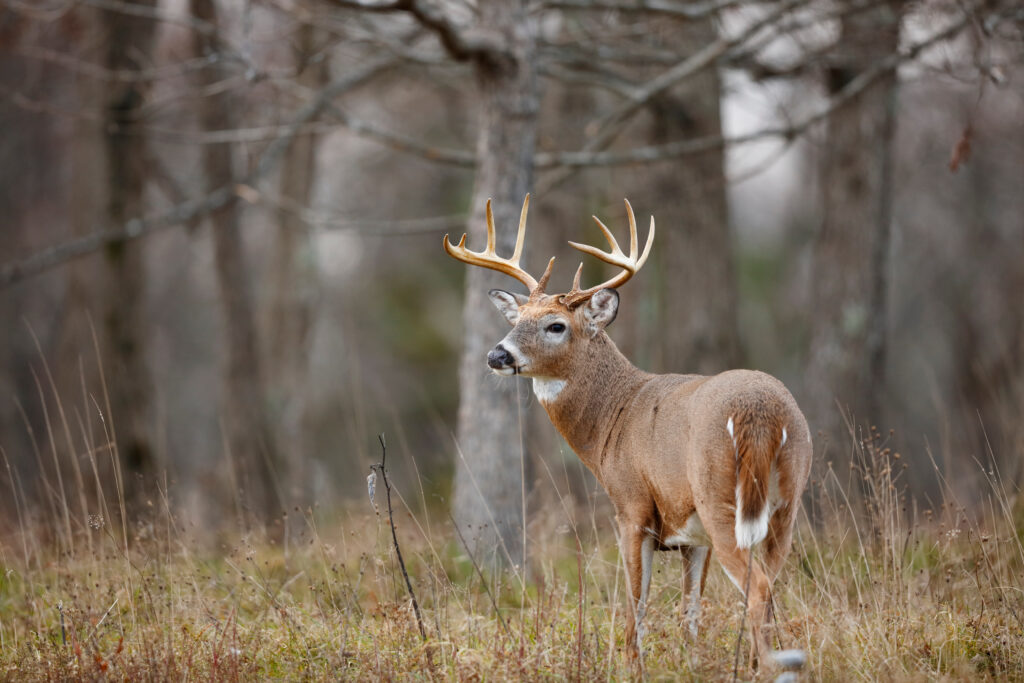 Evelyn's Sausage Kitchen offers wild game processing for hunters of deer, moose, goose and turkey.